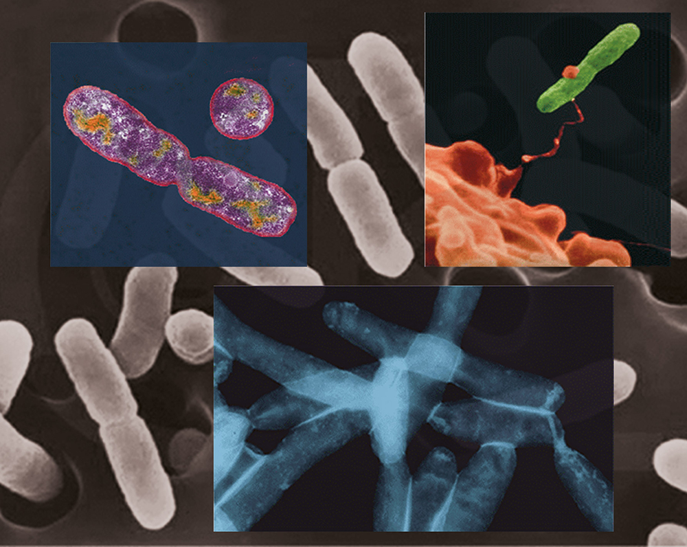 come si diffonde la Legionella negli impianti idrosanitari